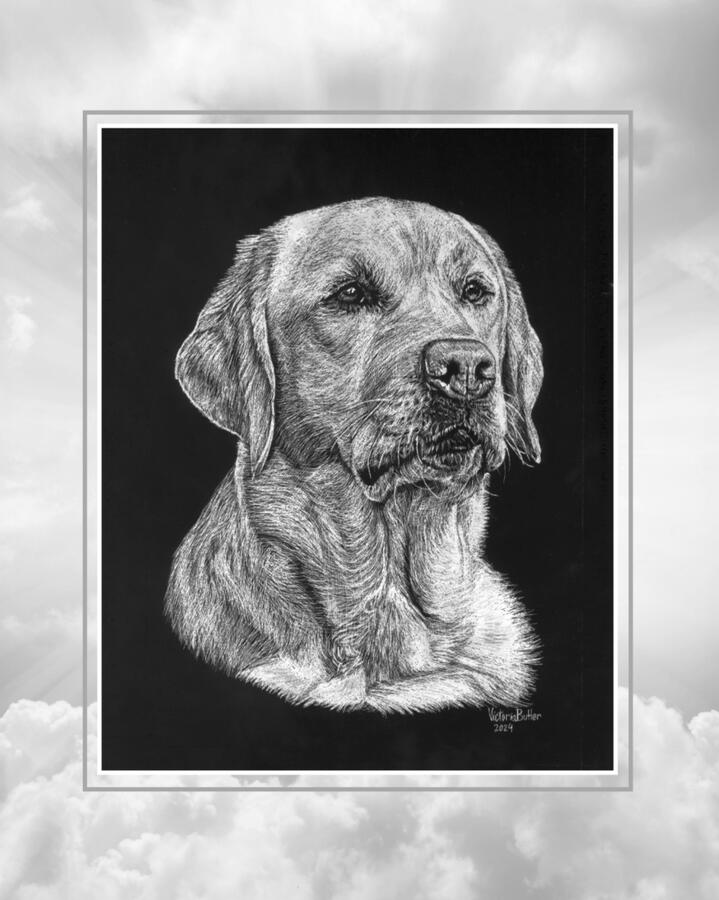 Labrador scratch-art portrait