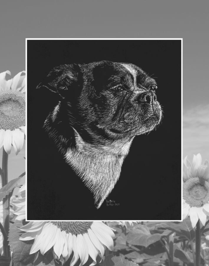 Small dog scratch-art portrait Small dog scratch-art portrait